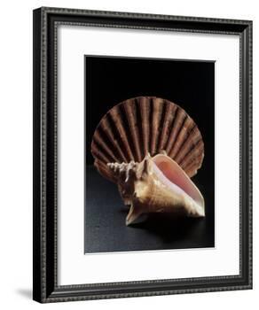 Sea Shells-Terry Why-Framed Photographic Print