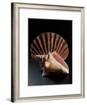 Sea Shells-Terry Why-Framed Photographic Print