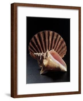 Sea Shells-Terry Why-Framed Photographic Print