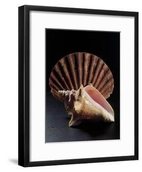 Sea Shells-Terry Why-Framed Photographic Print