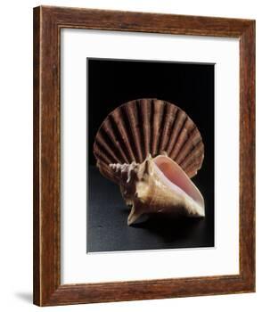 Sea Shells-Terry Why-Framed Photographic Print