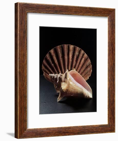 Sea Shells-Terry Why-Framed Photographic Print
