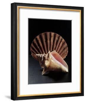 Sea Shells-Terry Why-Framed Photographic Print