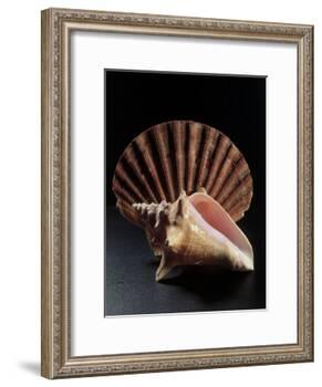 Sea Shells-Terry Why-Framed Photographic Print