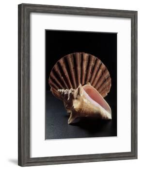 Sea Shells-Terry Why-Framed Photographic Print