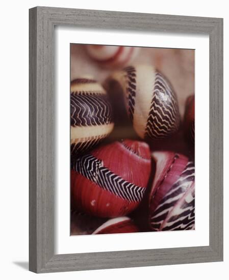 Sea Shells-Nina Leen-Framed Photographic Print