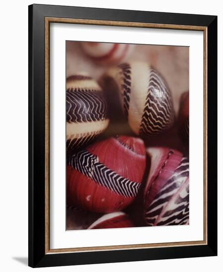 Sea Shells-Nina Leen-Framed Photographic Print