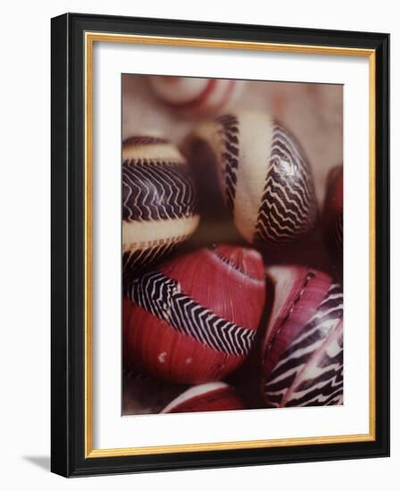 Sea Shells-Nina Leen-Framed Photographic Print