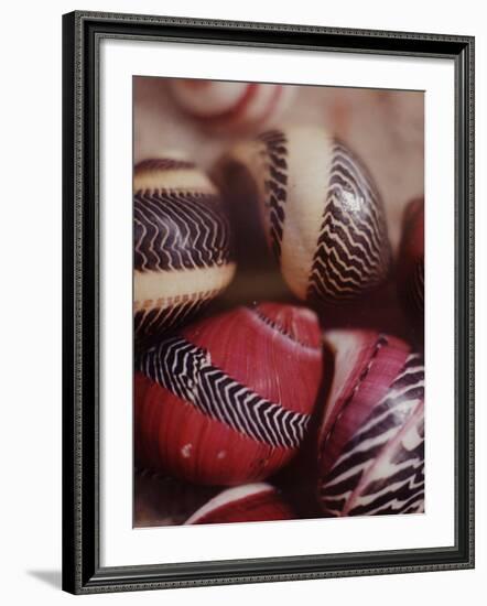 Sea Shells-Nina Leen-Framed Photographic Print