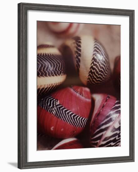 Sea Shells-Nina Leen-Framed Photographic Print