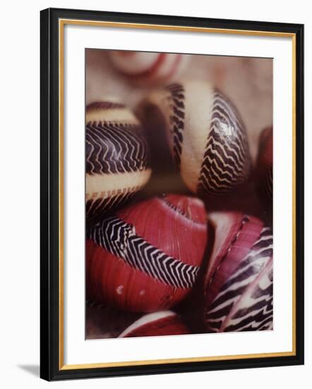 Sea Shells-Nina Leen-Framed Photographic Print