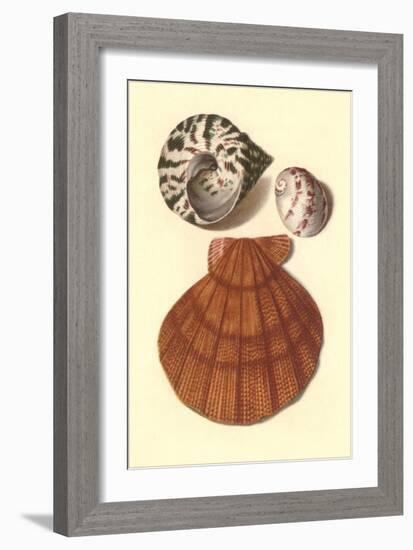 Sea Shells-null-Framed Art Print