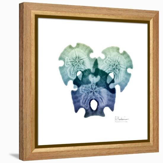 Sea Sky Sand Dollars-Albert Koetsier-Framed Stretched Canvas