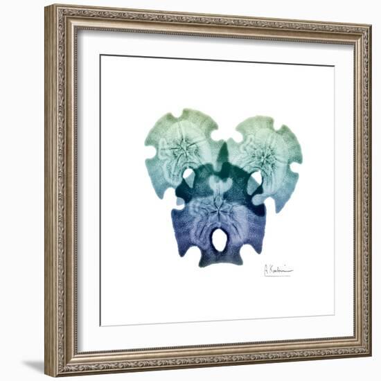 Sea Sky Sand Dollars-Albert Koetsier-Framed Art Print