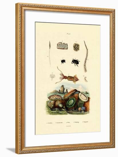 Sea Slug, 1833-39-null-Framed Giclee Print