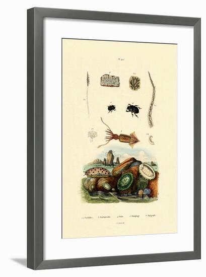 Sea Slug, 1833-39-null-Framed Giclee Print