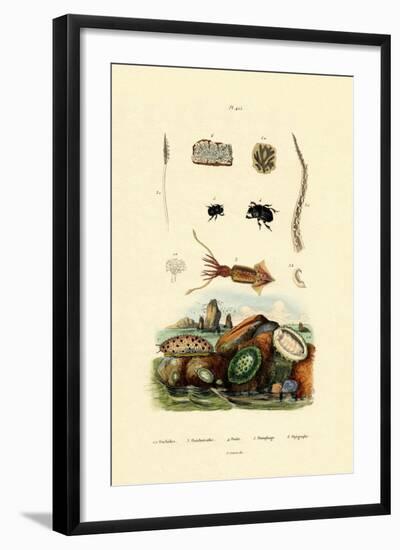 Sea Slug, 1833-39-null-Framed Giclee Print