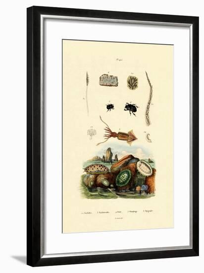 Sea Slug, 1833-39-null-Framed Giclee Print