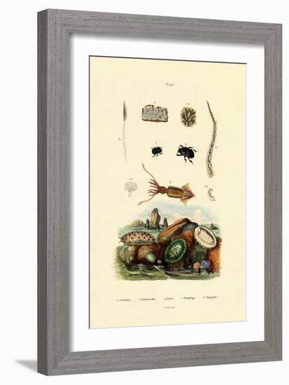 Sea Slug, 1833-39-null-Framed Giclee Print