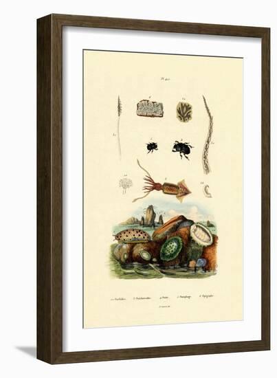 Sea Slug, 1833-39-null-Framed Giclee Print