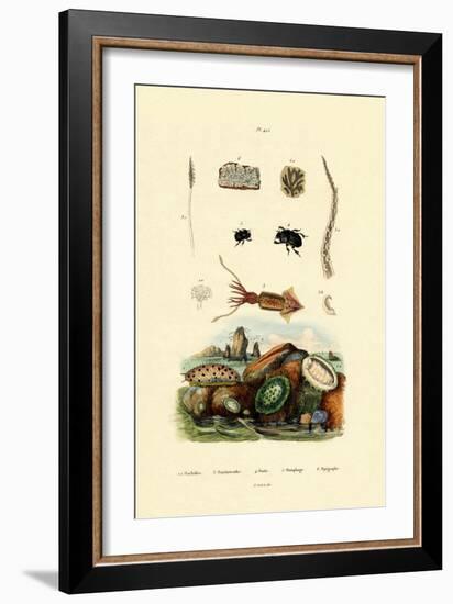 Sea Slug, 1833-39-null-Framed Giclee Print