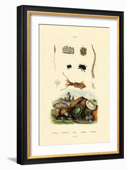 Sea Slug, 1833-39-null-Framed Giclee Print