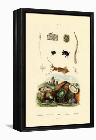 Sea Slug, 1833-39-null-Framed Premier Image Canvas