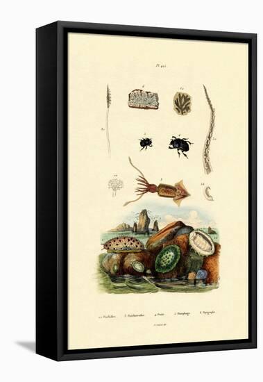 Sea Slug, 1833-39-null-Framed Premier Image Canvas