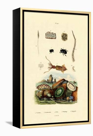 Sea Slug, 1833-39-null-Framed Premier Image Canvas