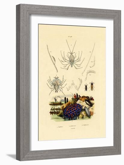 Sea Slug, 1833-39-null-Framed Giclee Print