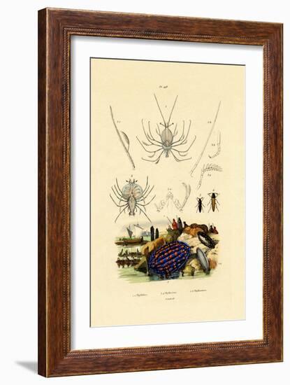 Sea Slug, 1833-39-null-Framed Giclee Print