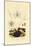 Sea Slug, 1833-39-null-Mounted Giclee Print
