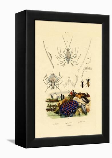 Sea Slug, 1833-39-null-Framed Premier Image Canvas