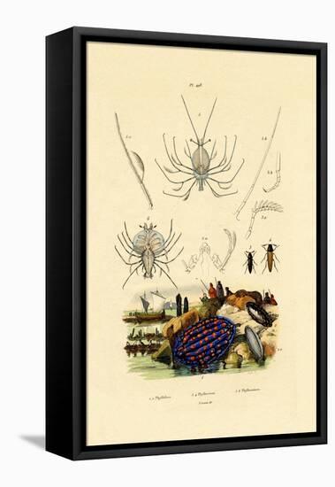 Sea Slug, 1833-39-null-Framed Premier Image Canvas