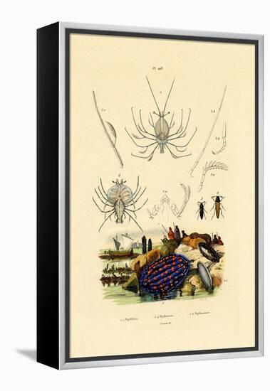 Sea Slug, 1833-39-null-Framed Premier Image Canvas