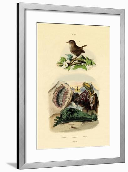 Sea Slug, 1833-39-null-Framed Giclee Print