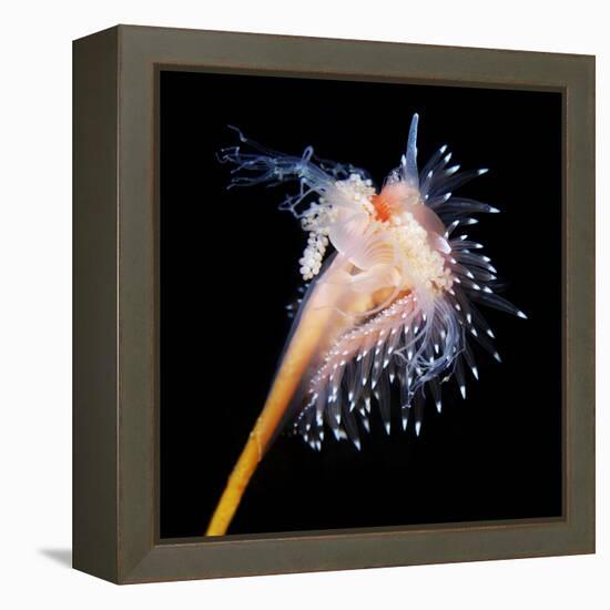 Sea Slug-Alexander Semenov-Framed Premier Image Canvas