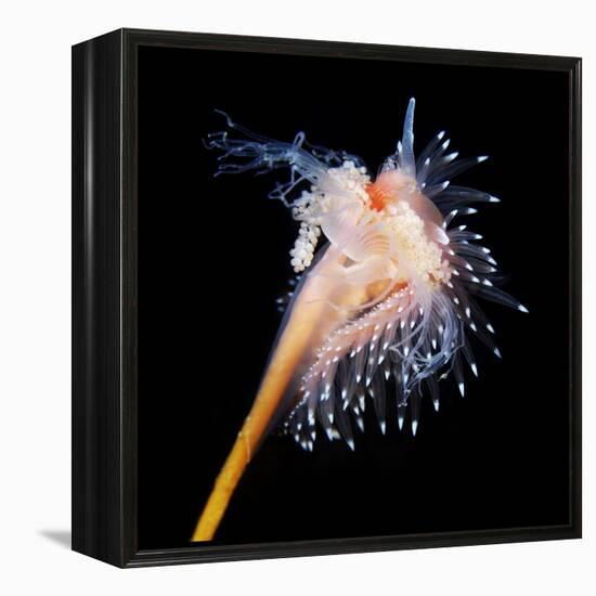 Sea Slug-Alexander Semenov-Framed Premier Image Canvas