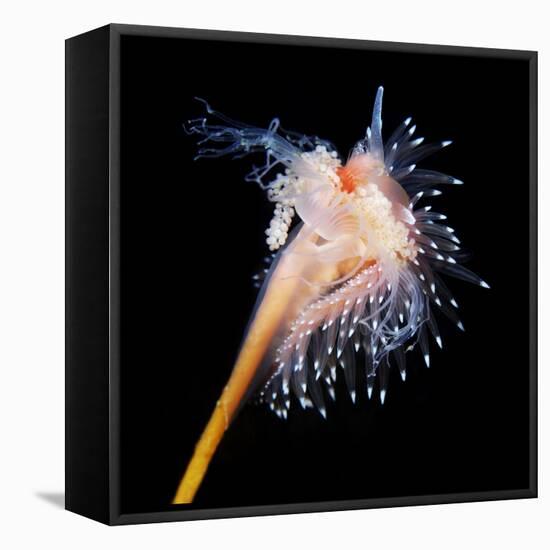 Sea Slug-Alexander Semenov-Framed Premier Image Canvas