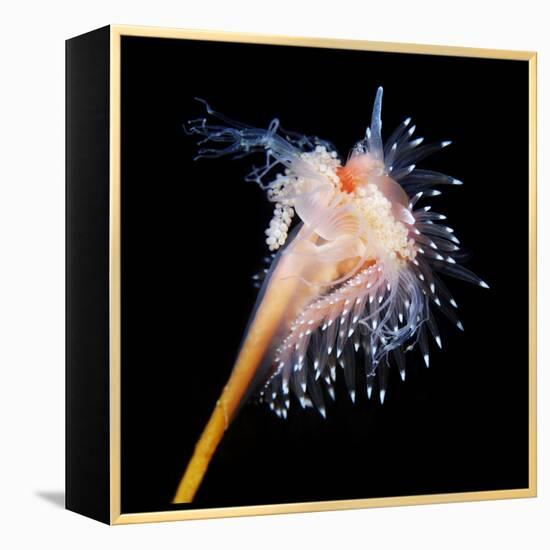 Sea Slug-Alexander Semenov-Framed Premier Image Canvas