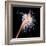 Sea Slug-Alexander Semenov-Framed Premium Photographic Print