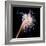 Sea Slug-Alexander Semenov-Framed Premium Photographic Print