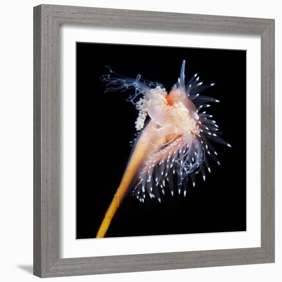 Sea Slug-Alexander Semenov-Framed Premium Photographic Print