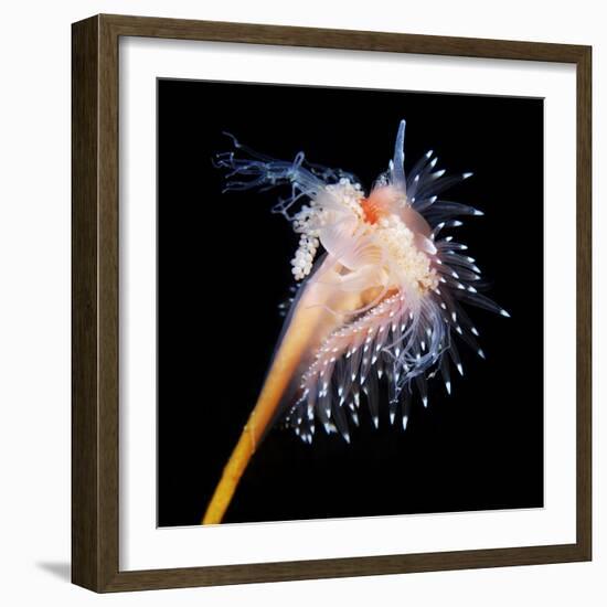 Sea Slug-Alexander Semenov-Framed Premium Photographic Print