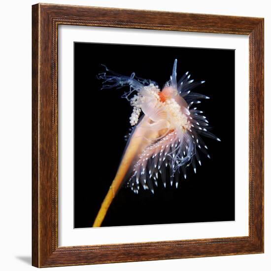 Sea Slug-Alexander Semenov-Framed Premium Photographic Print