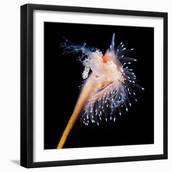 Sea Slug-Alexander Semenov-Framed Premium Photographic Print