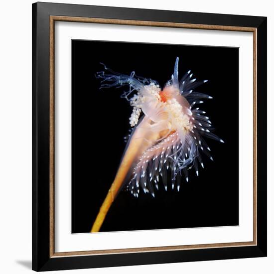 Sea Slug-Alexander Semenov-Framed Premium Photographic Print