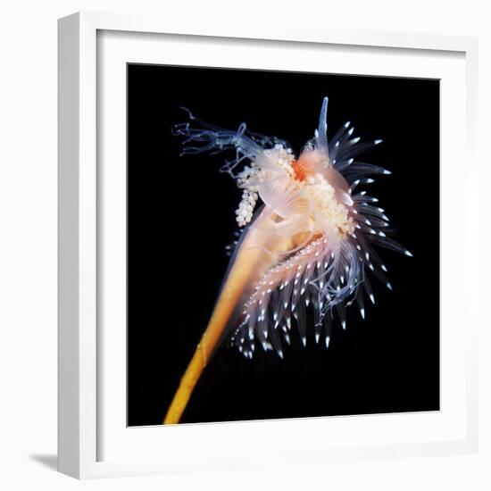 Sea Slug-Alexander Semenov-Framed Premium Photographic Print