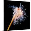 Sea Slug-Alexander Semenov-Mounted Premium Photographic Print