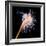 Sea Slug-Alexander Semenov-Framed Premium Photographic Print